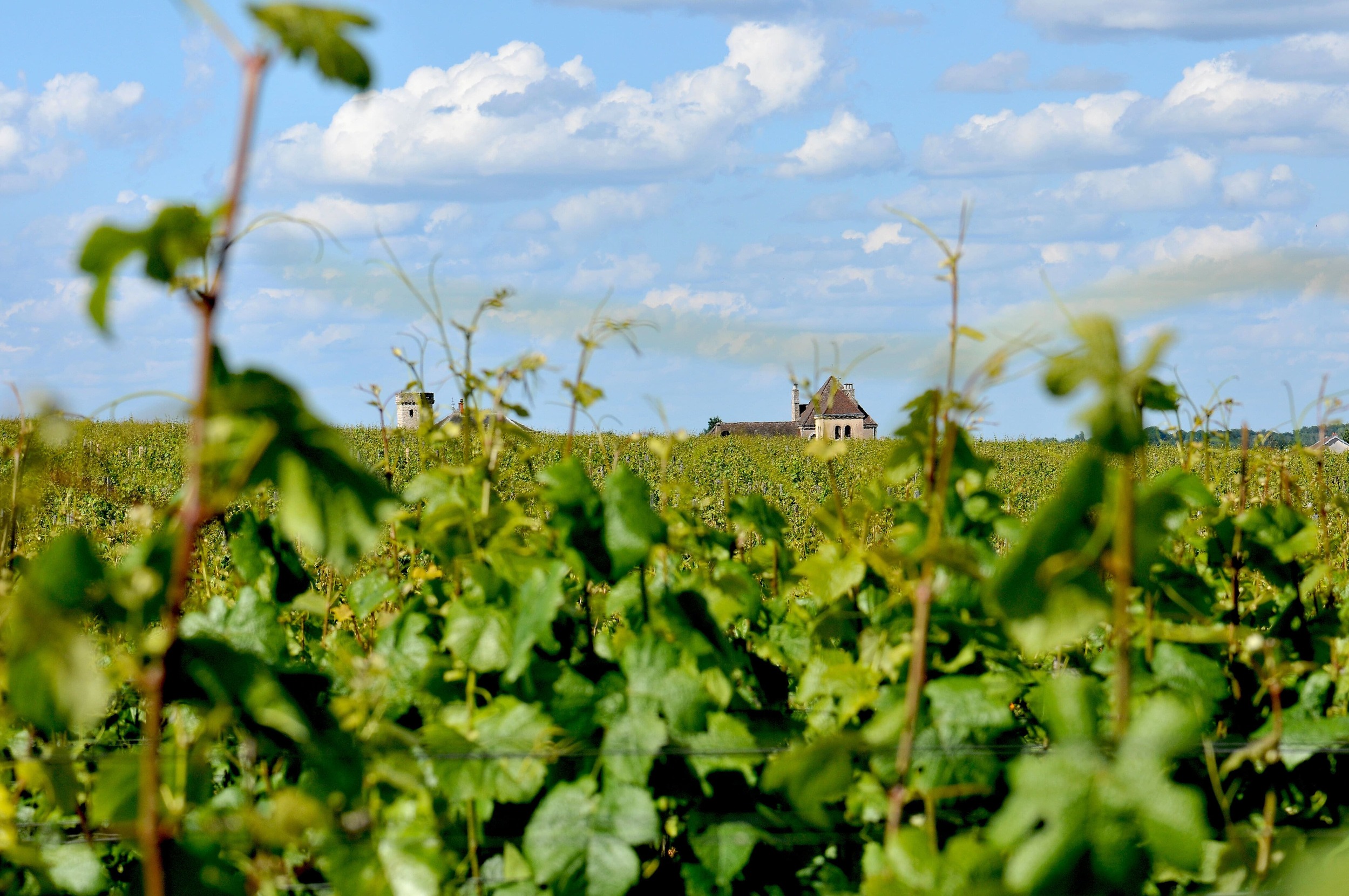 Vignes Richebourg