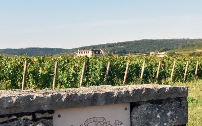 Découvrez l’Œnotourisme au Cœur de Vosne-Romanée