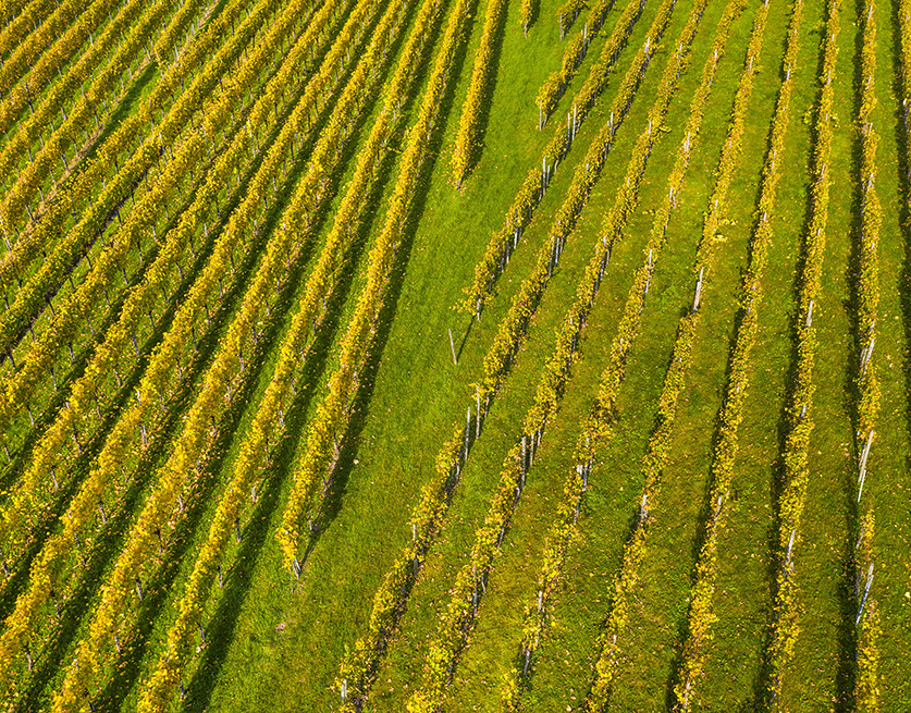 vignes-vue-du-ciel