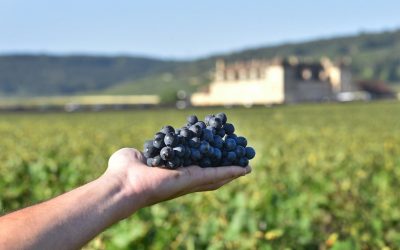 Dégustation de vins en Bourgogne : un mois d’expériences œnologiques entre Dijon et Beaune